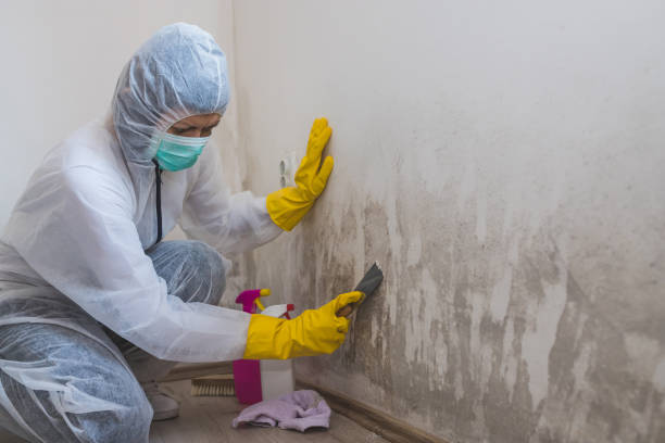 Professional Mold Removal in Bayou Vista, TX