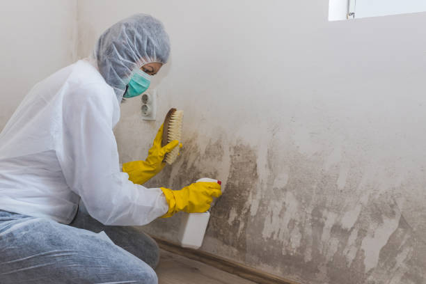 Best Toxic Mold Removal  in Bayou Vista, TX