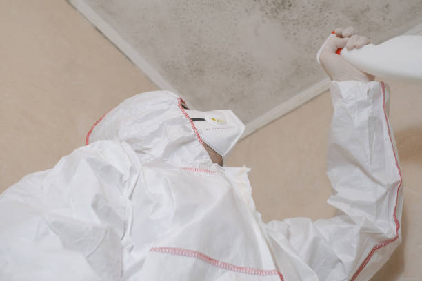 Best Attic Mold Removal  in Bayou Vista, TX