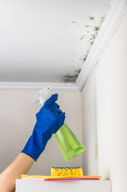 Best Residential Mold Removal  in Bayou Vista, TX